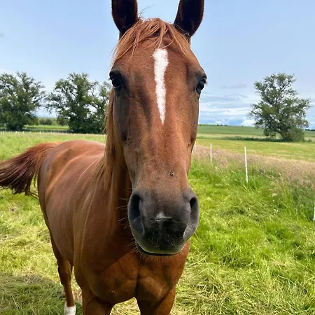 Am Storchennest Apartment *